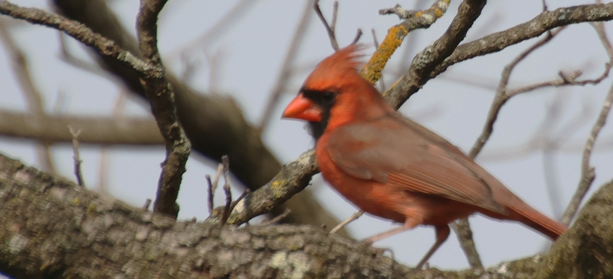 Northern Cardinal - ML645611177