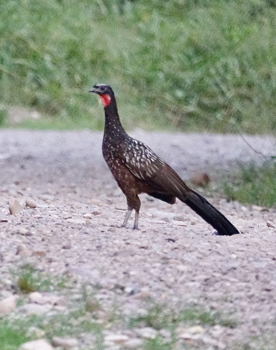 Yungas Guan - ML645611183