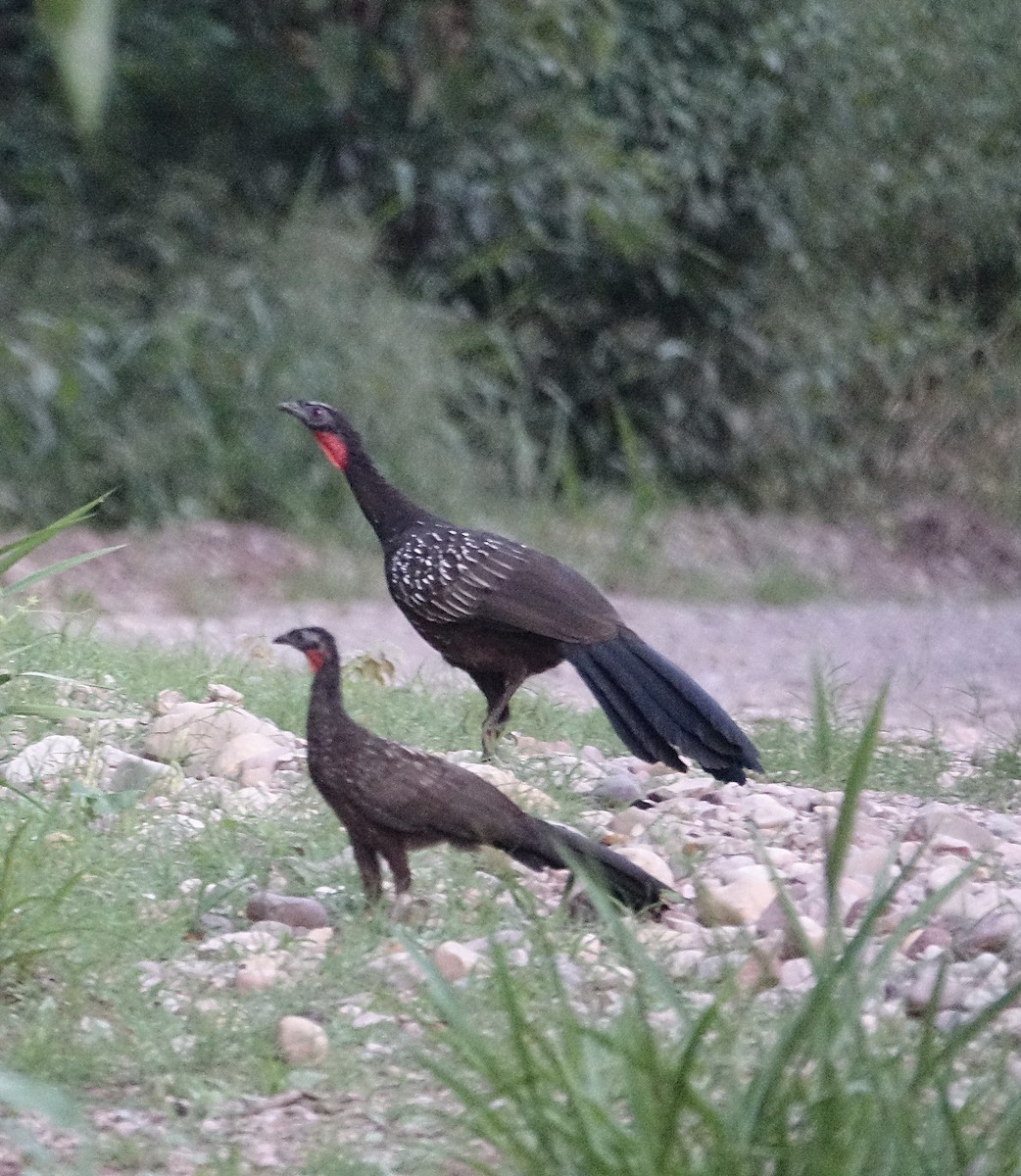 Yungas Guan - ML645611184