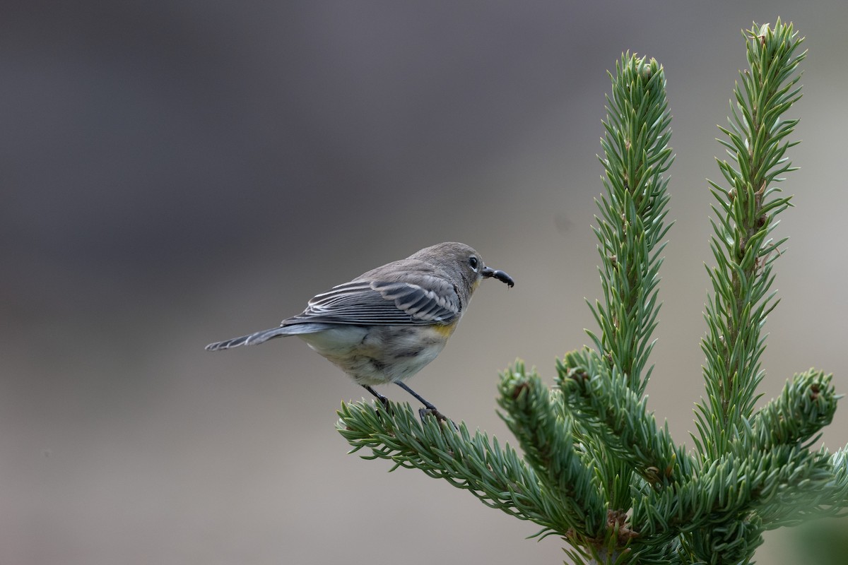 Yellow-rumped Warbler (Audubon's) - ML645611189
