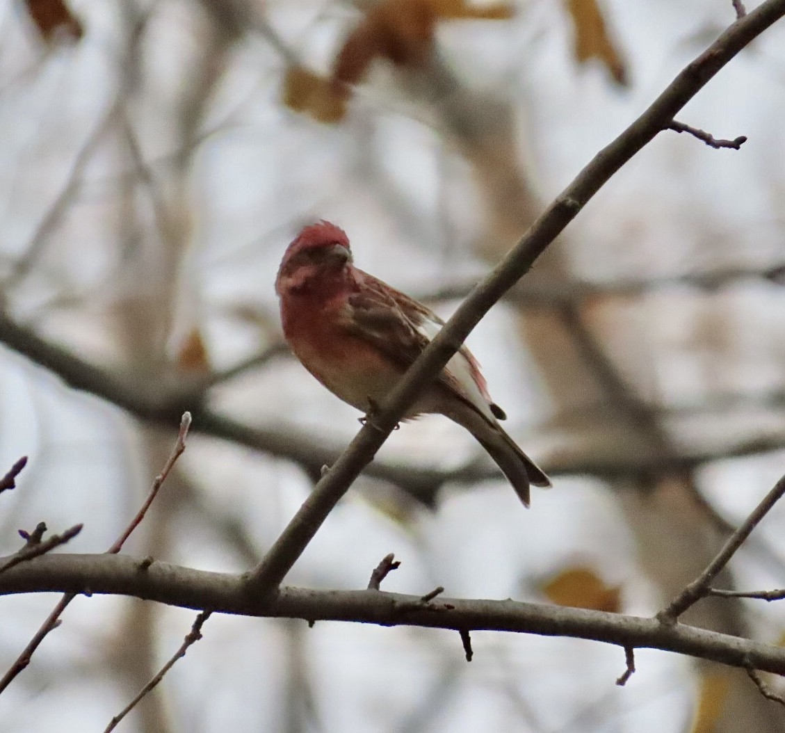 Purple Finch (Eastern) - ML645611211