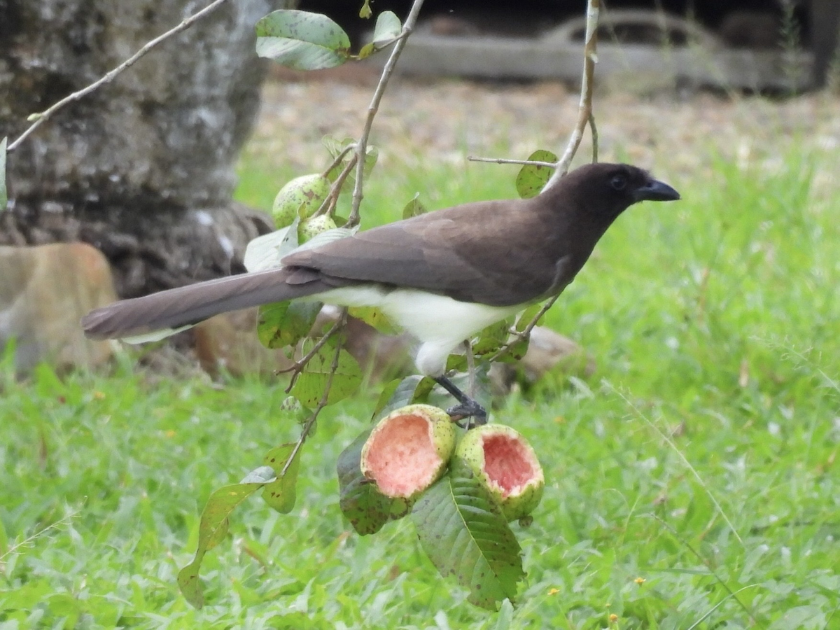 Brown Jay - ML645611244