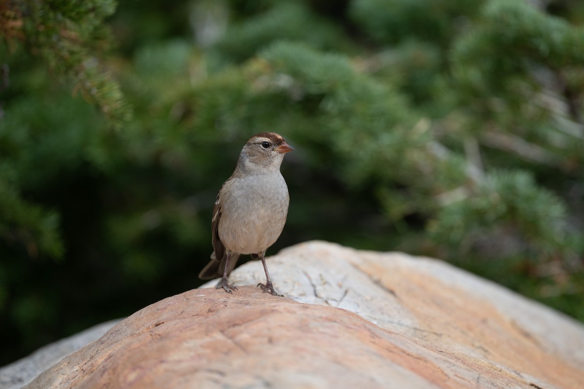 White-crowned Sparrow (oriantha) - ML645611247