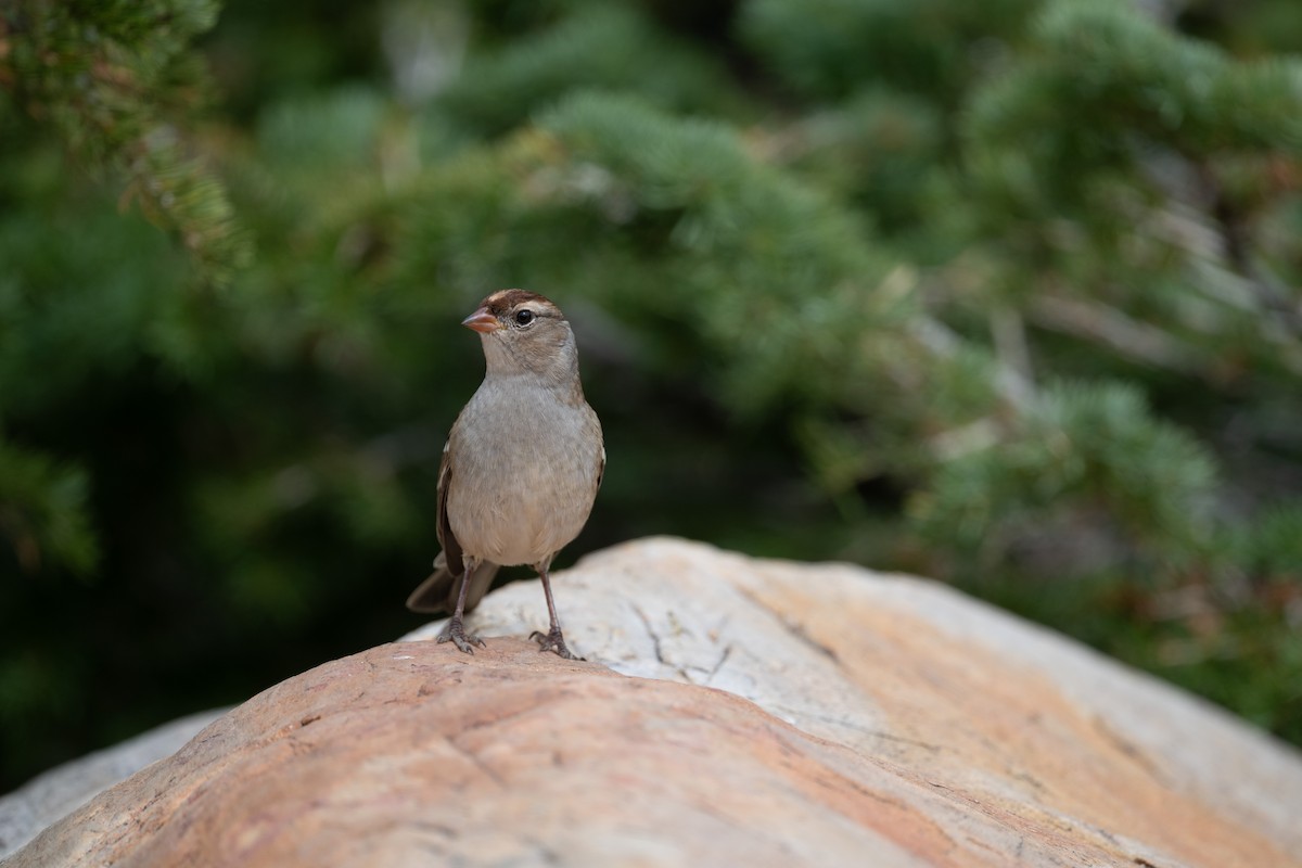 White-crowned Sparrow (oriantha) - ML645611248