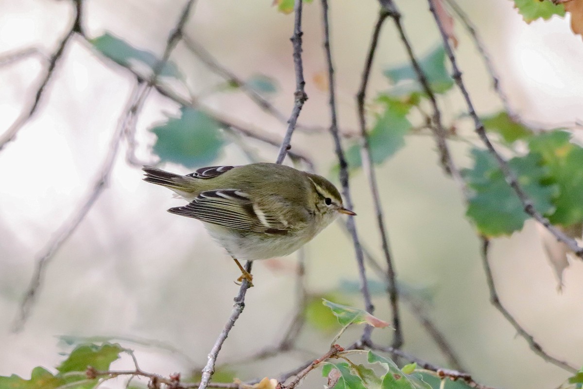 Yellow-browed Warbler - ML645611263