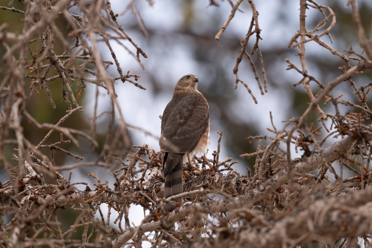 Sharp-shinned Hawk (Northern) - ML645611265