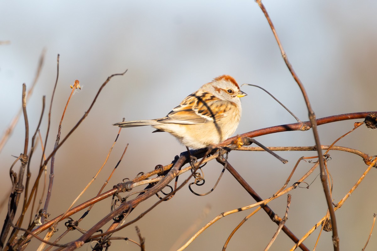 American Tree Sparrow - ML645611269