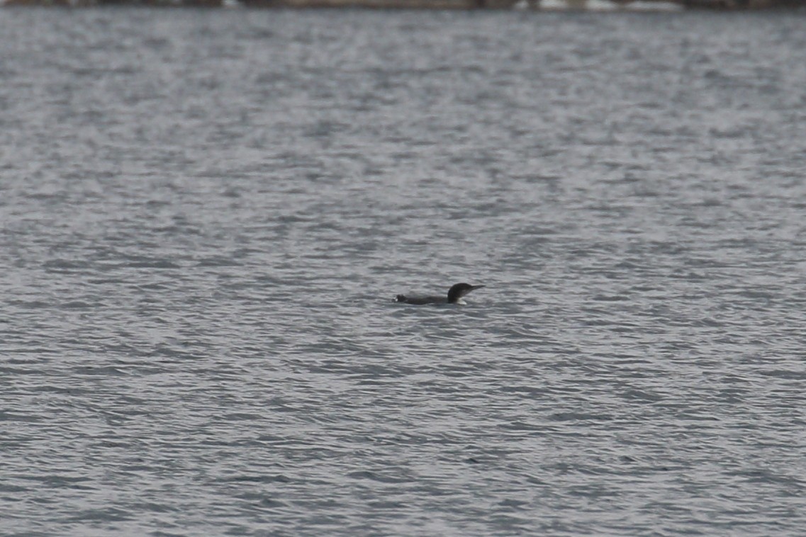 Common Loon - ML645611270