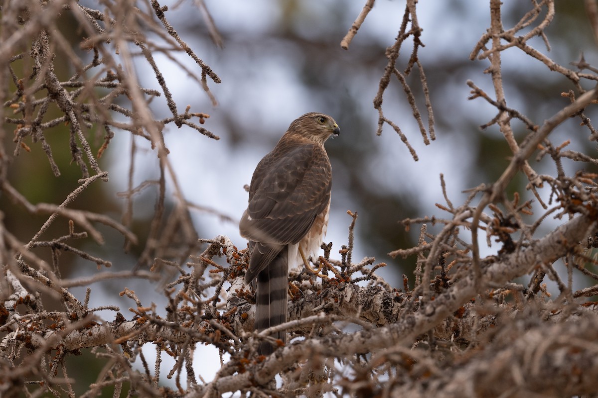 Sharp-shinned Hawk (Northern) - ML645611273