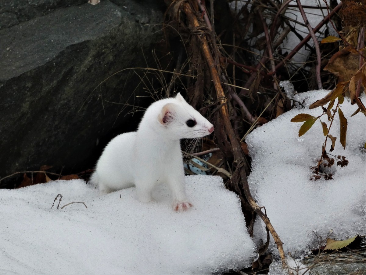 Animals - ML645611282