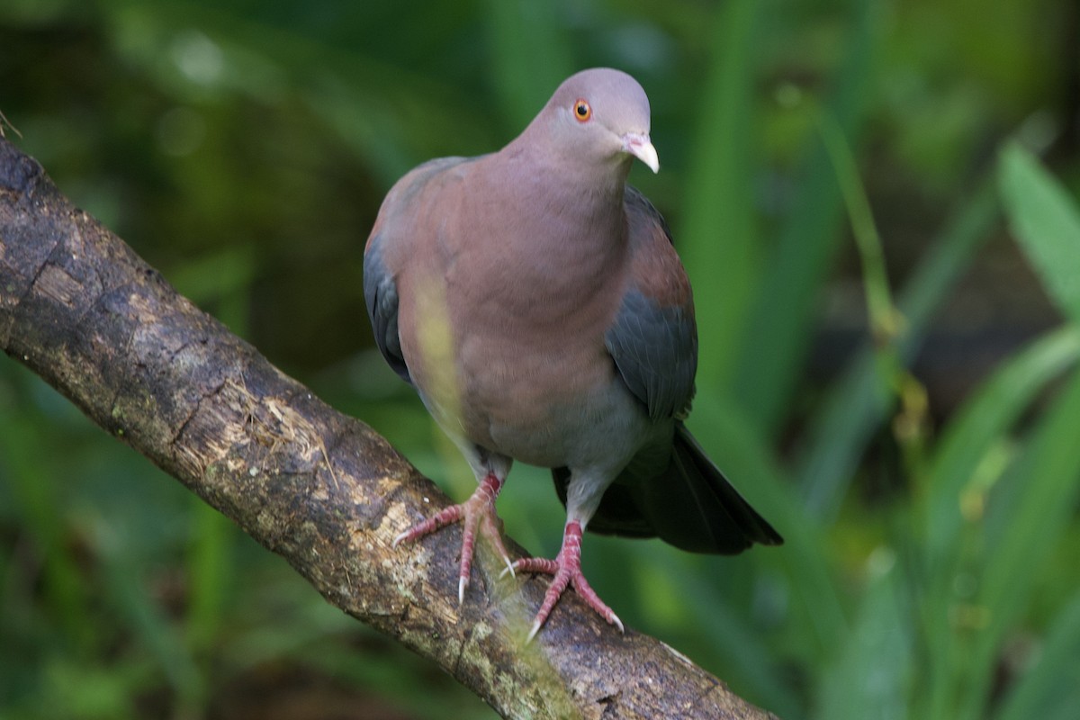 Red-billed Pigeon - ML645611286