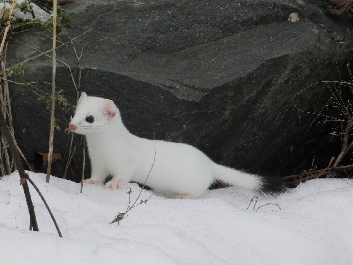 Animals - ML645611292