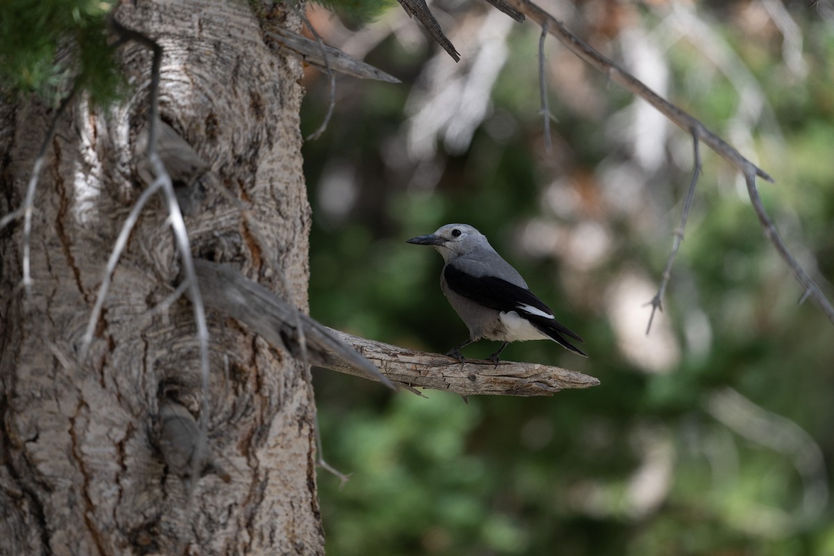 Clark's Nutcracker - ML645611295