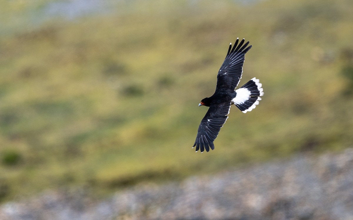 Каракара андська - ML645611297