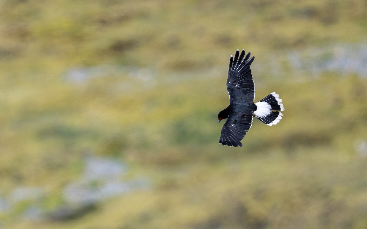 Каракара андська - ML645611298