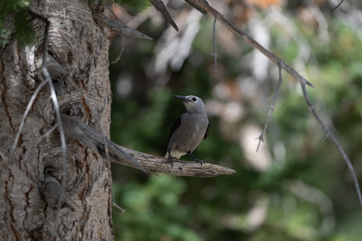 Clark's Nutcracker - ML645611300