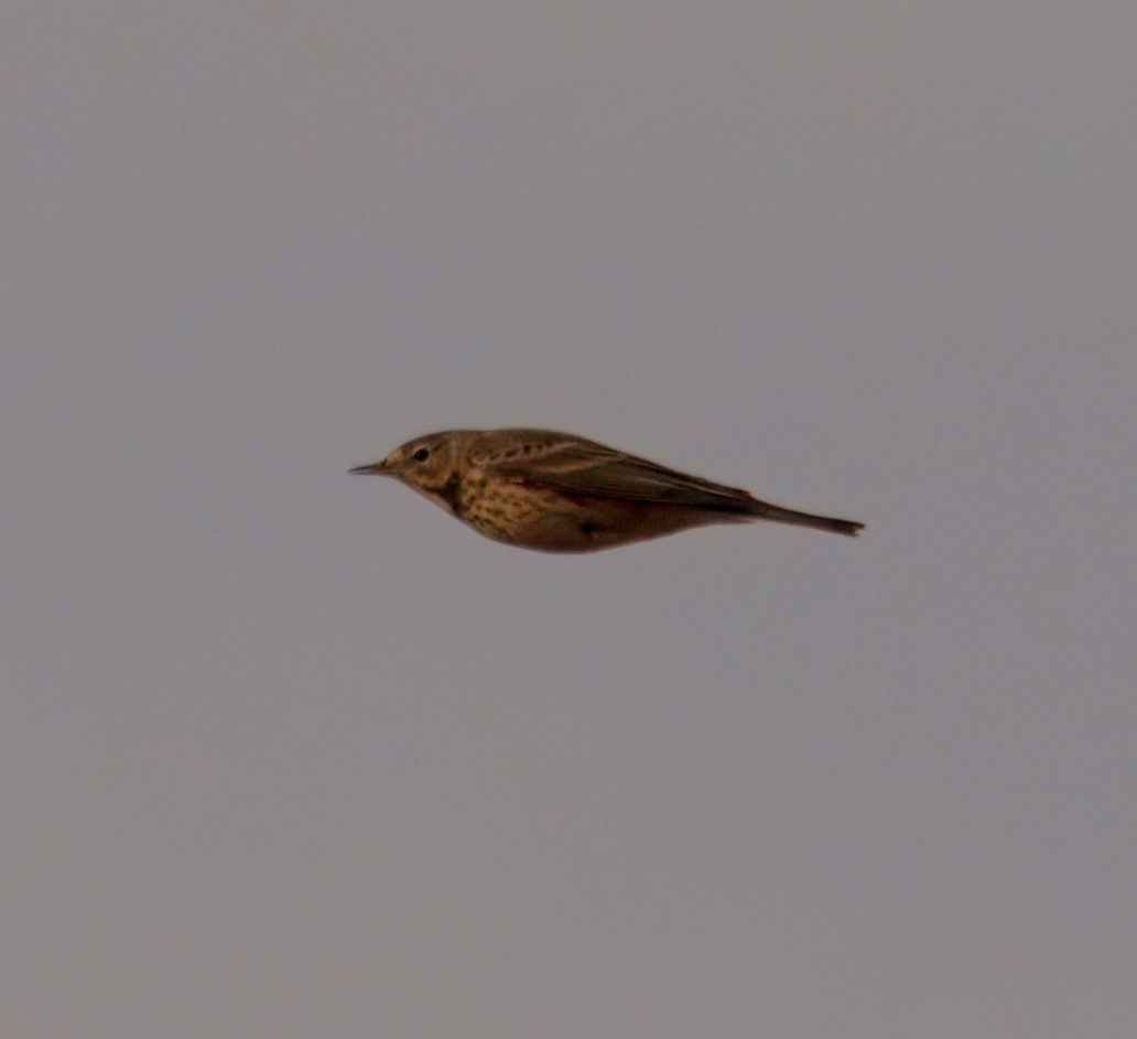 American Pipit - ML645611301