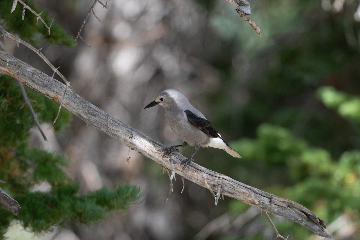 Clark's Nutcracker - ML645611305