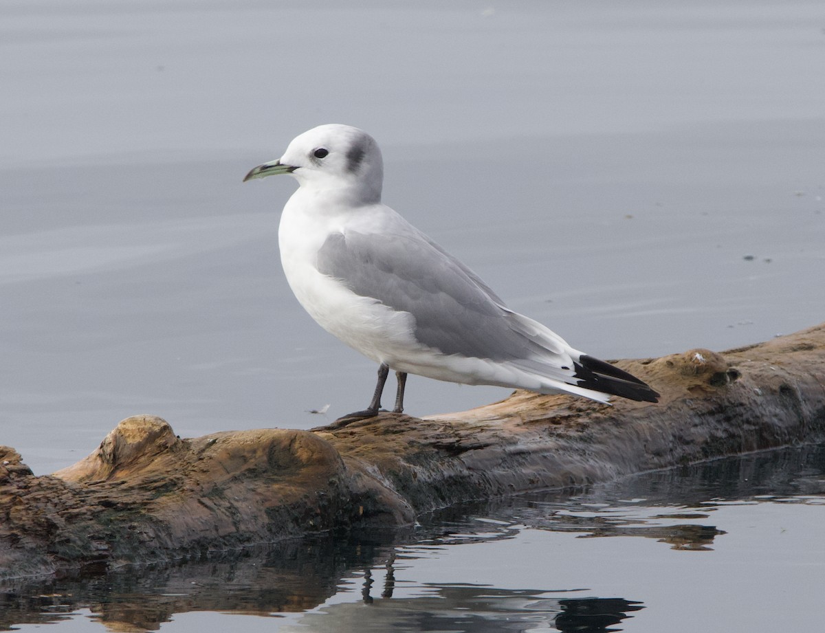 Kara Ayaklı Martı - ML645611315