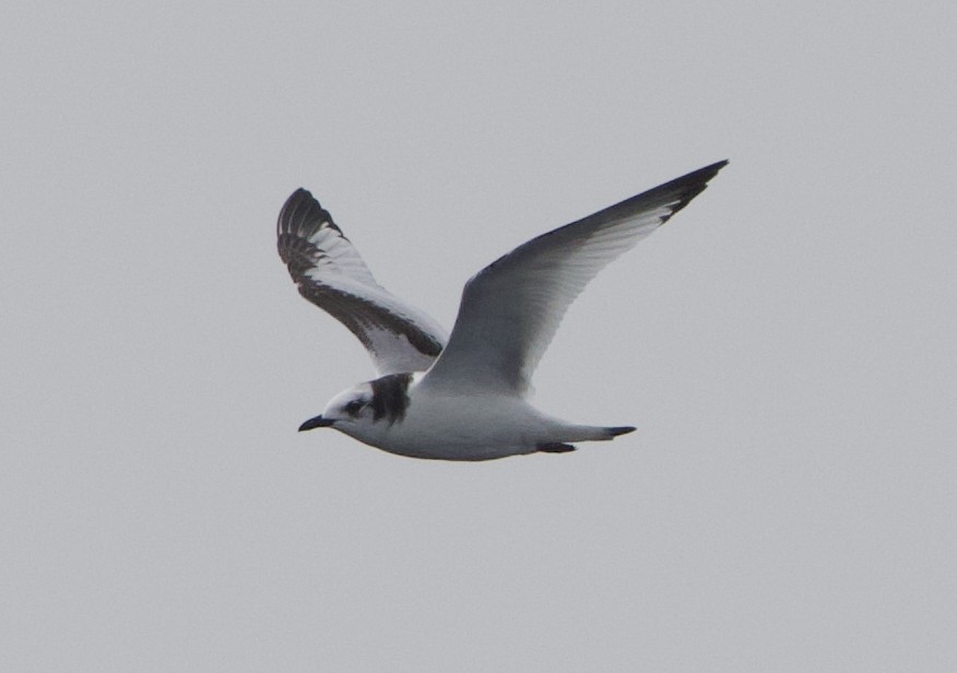 Kara Ayaklı Martı - ML645611316