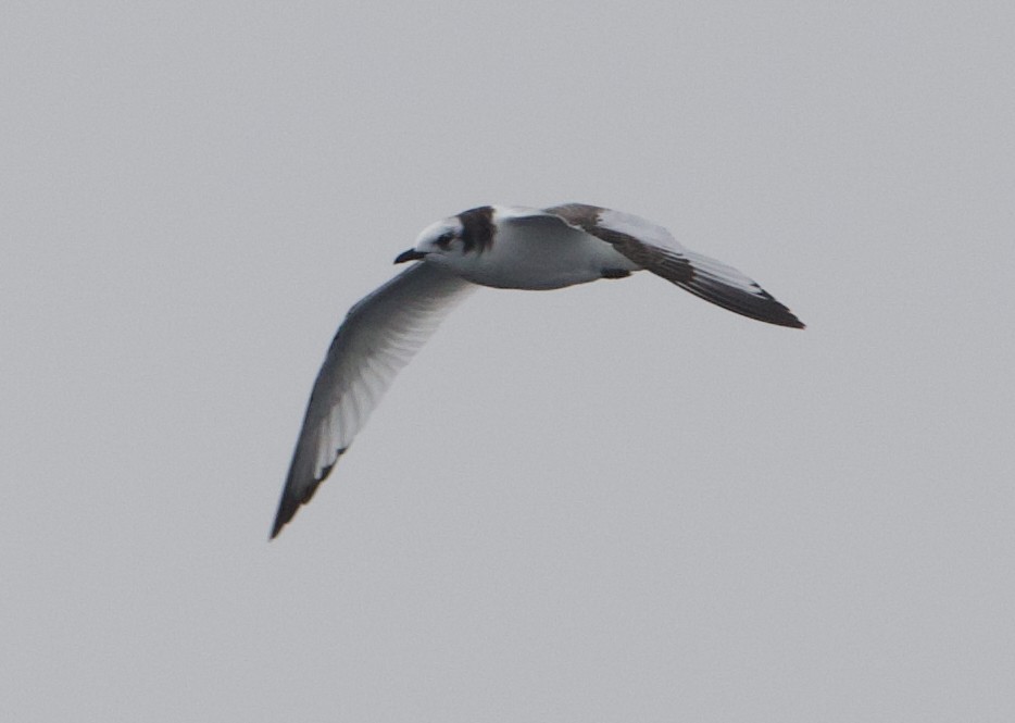 Kara Ayaklı Martı - ML645611318