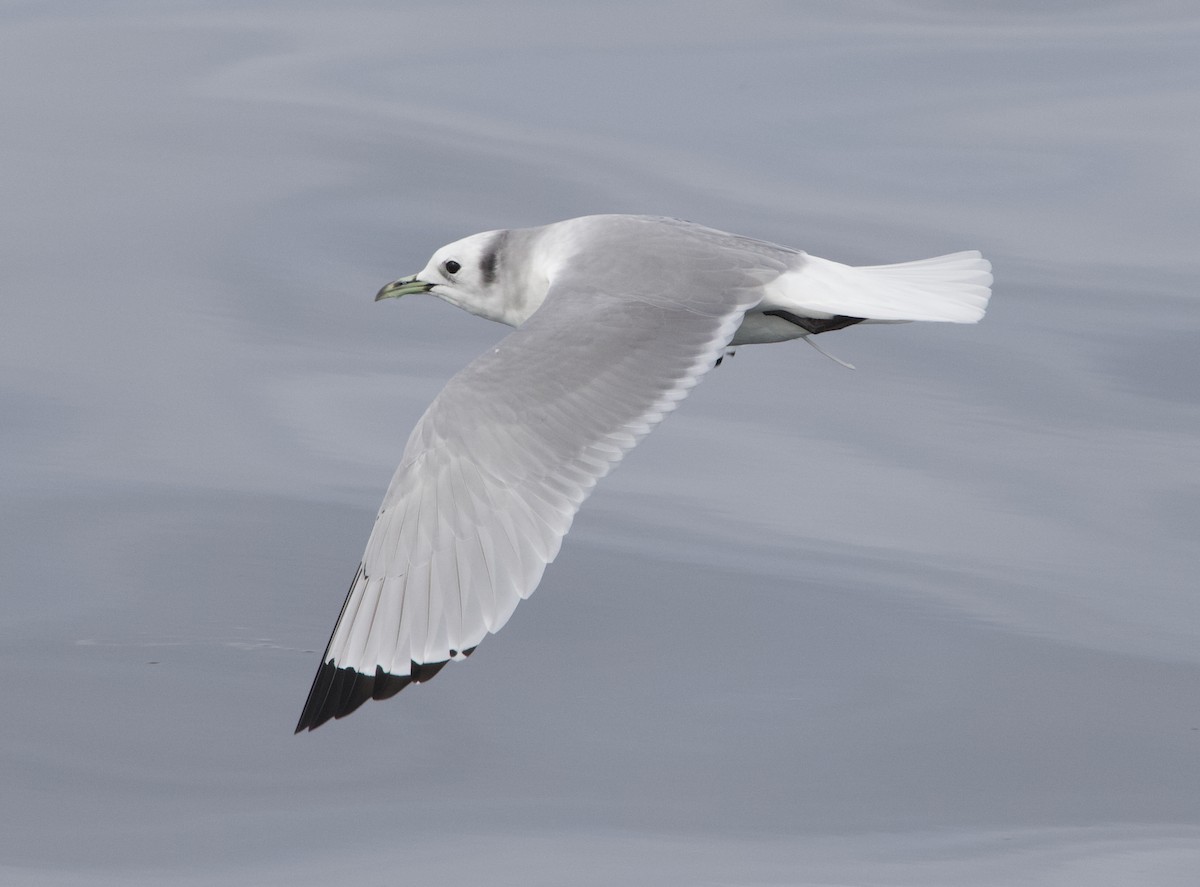 Kara Ayaklı Martı - ML645611319