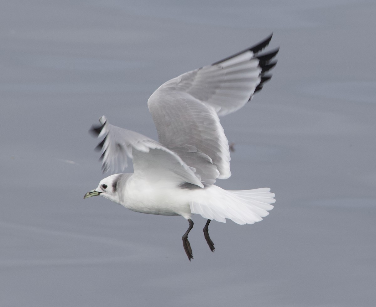 Kara Ayaklı Martı - ML645611320