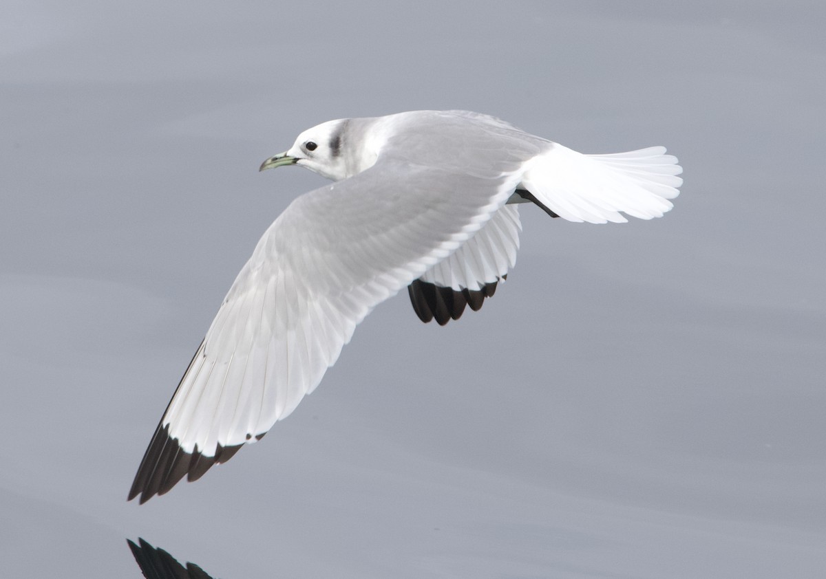 Kara Ayaklı Martı - ML645611321