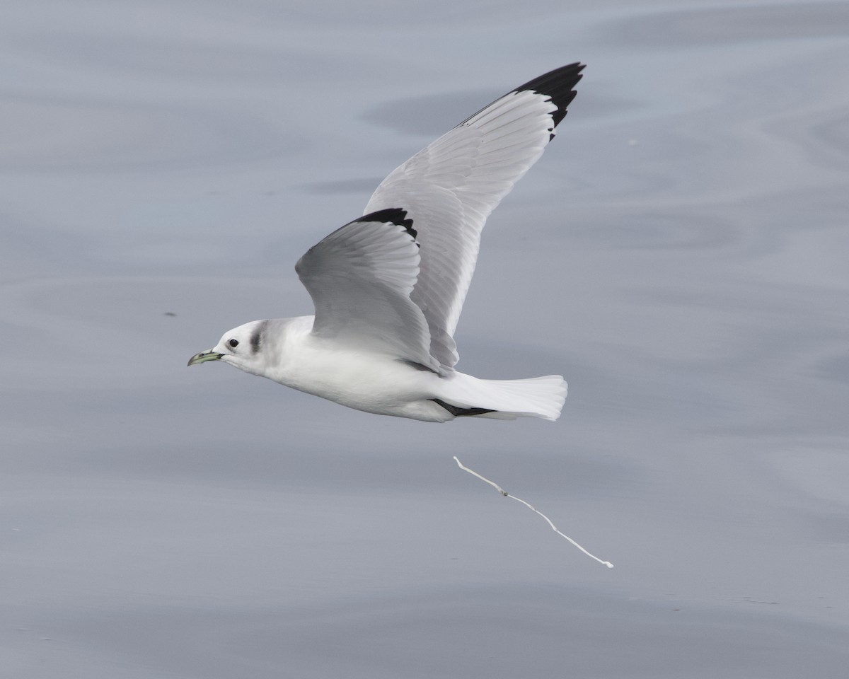 Kara Ayaklı Martı - ML645611322