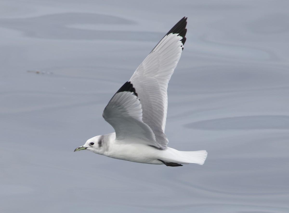 Kara Ayaklı Martı - ML645611323