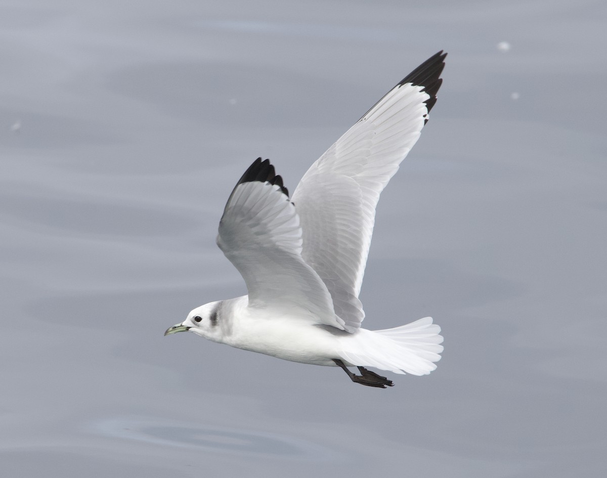 Kara Ayaklı Martı - ML645611324