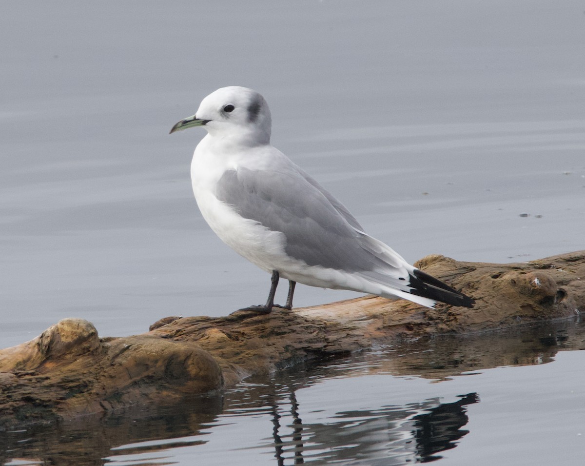 Kara Ayaklı Martı - ML645611334