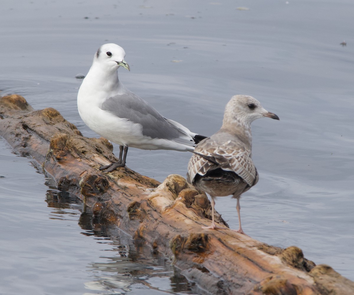 Kara Ayaklı Martı - ML645611335