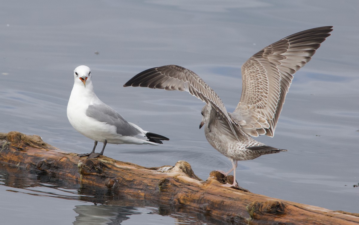 Kara Ayaklı Martı - ML645611336