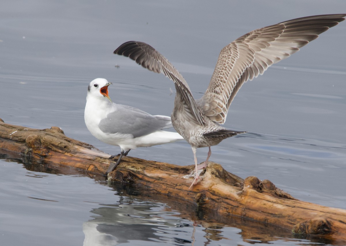 Kara Ayaklı Martı - ML645611338