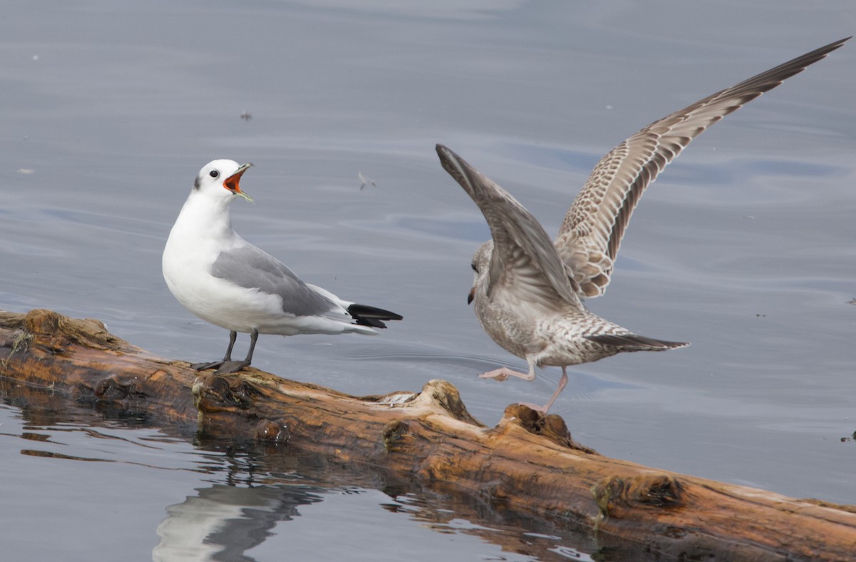 Kara Ayaklı Martı - ML645611340