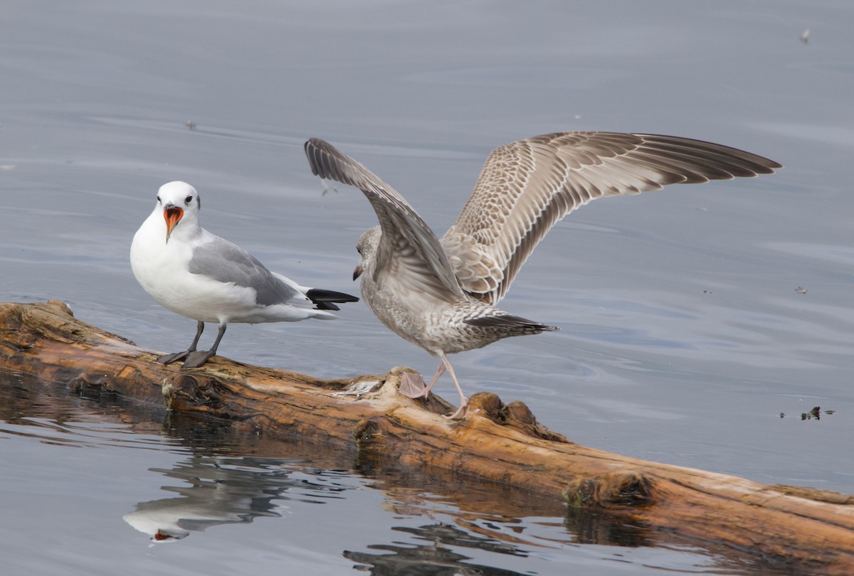 Kara Ayaklı Martı - ML645611342