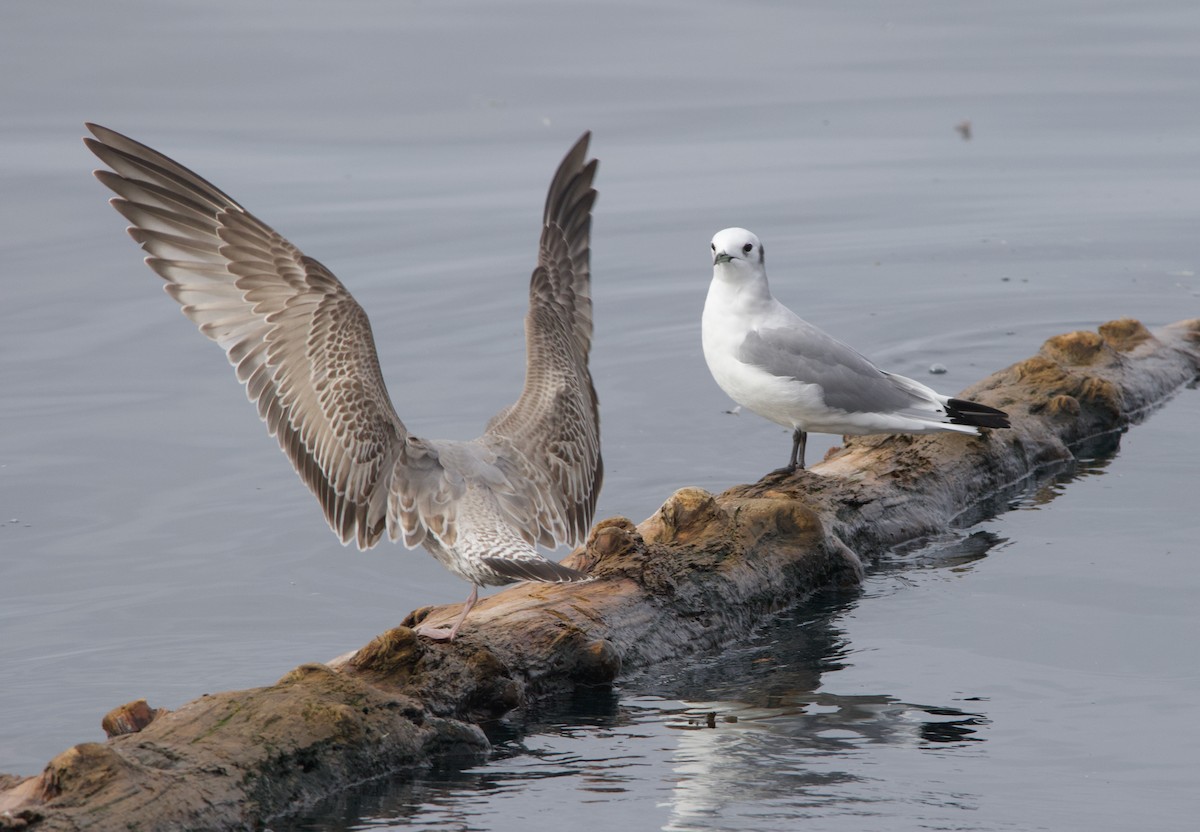 Kara Ayaklı Martı - ML645611344