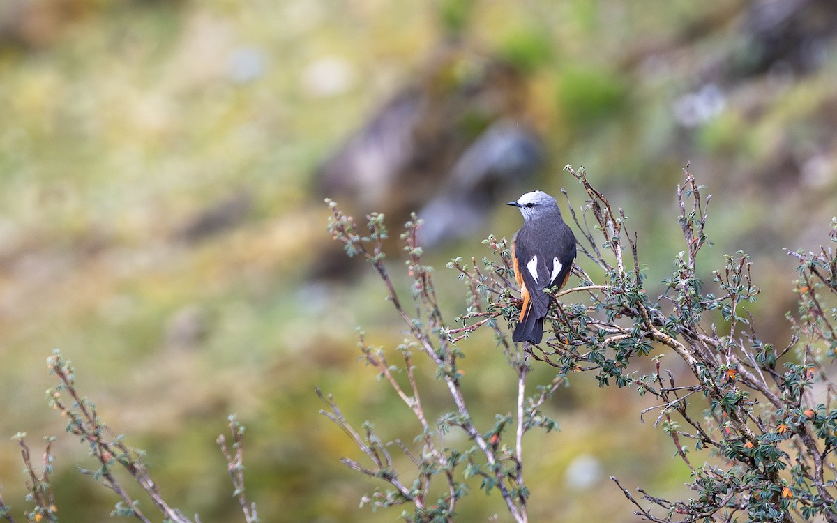 Kızıl Kuyruklu Çalı Tiranı - ML645611352