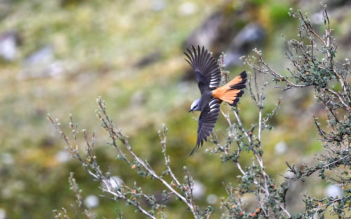 Kızıl Kuyruklu Çalı Tiranı - ML645611353