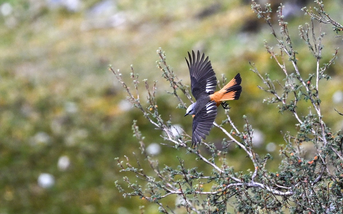 Kızıl Kuyruklu Çalı Tiranı - ML645611354