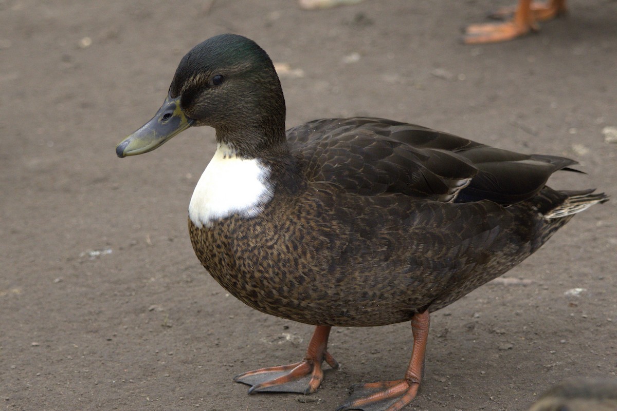 Mallard (Domestic type) - ML645611357