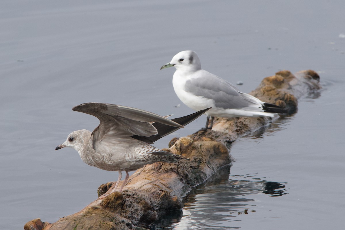 Short-billed Gull - ML645611383