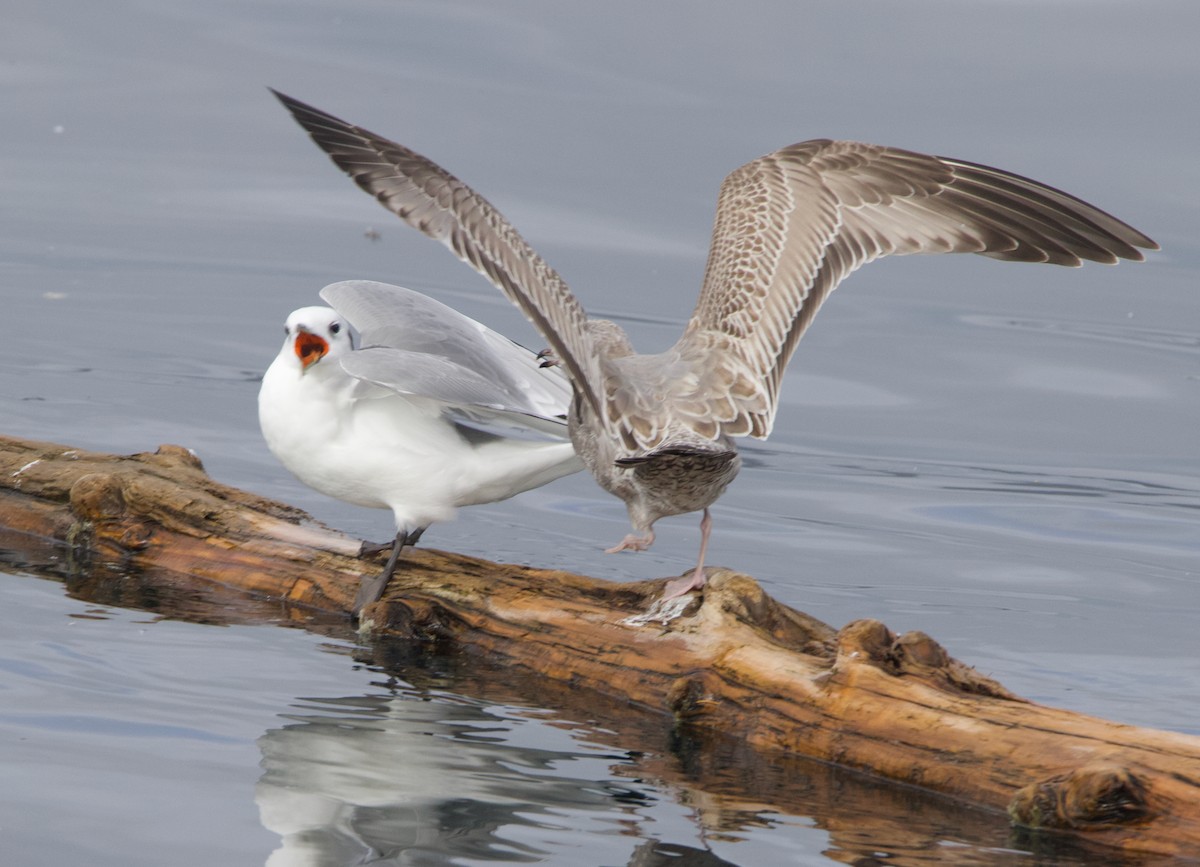 Short-billed Gull - ML645611384