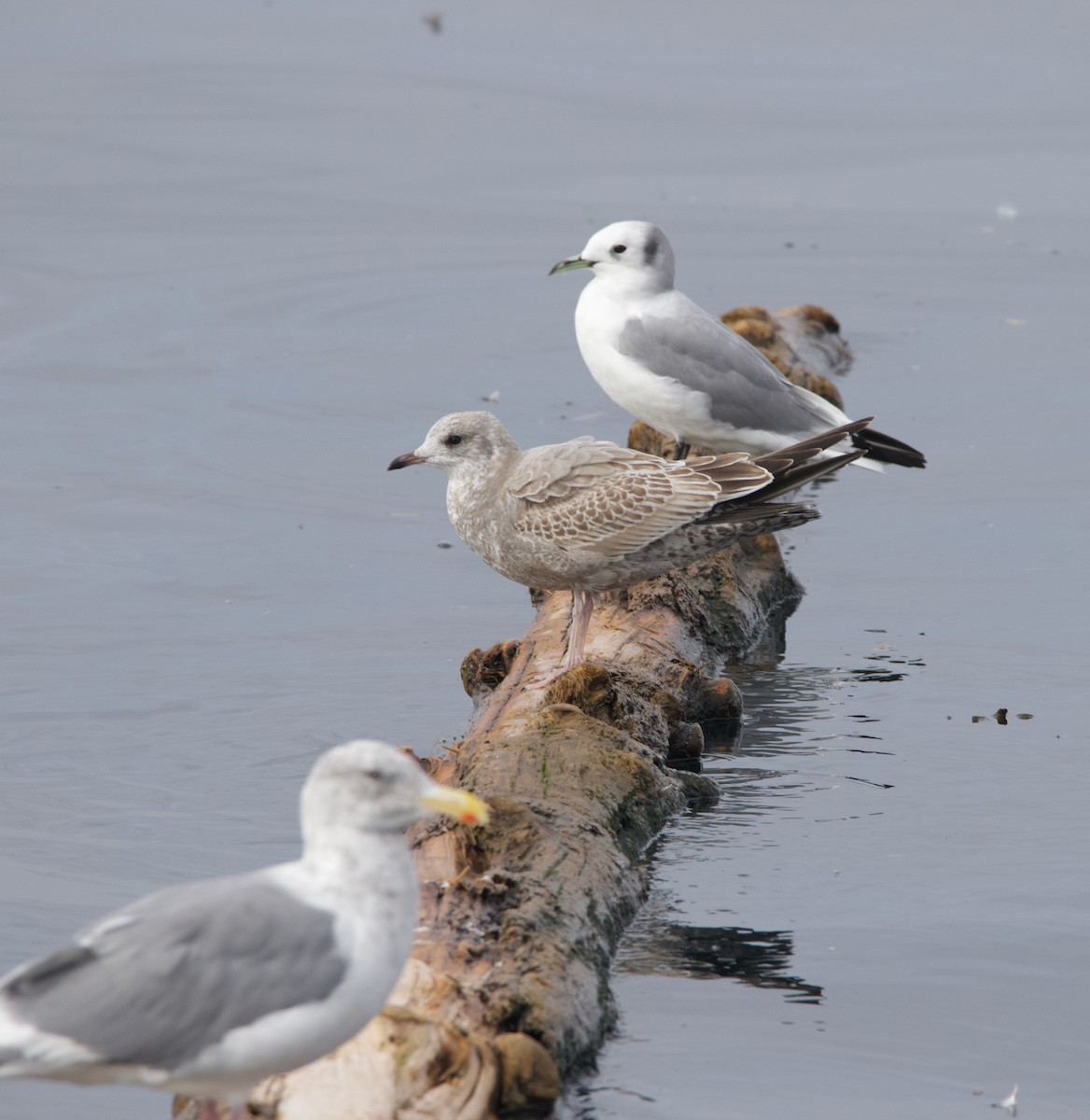 Short-billed Gull - ML645611385