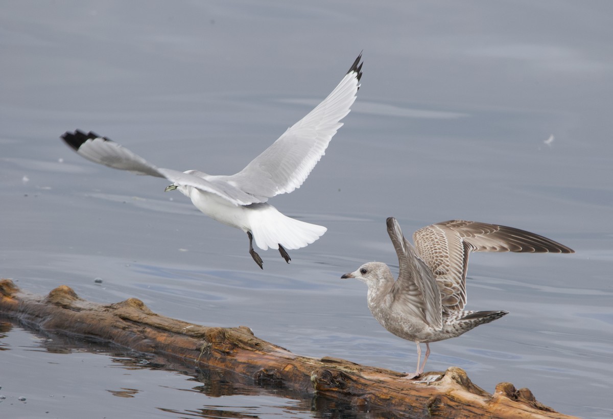Short-billed Gull - ML645611387