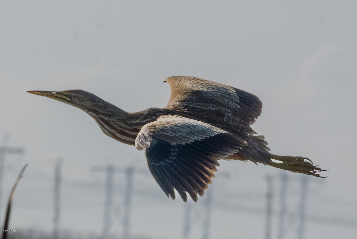 American Bittern - ML645611398