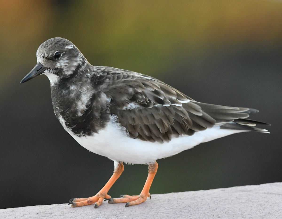 Ruddy Turnstone - ML645611400