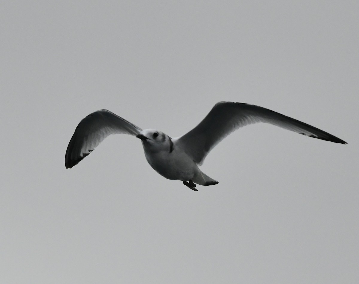 Kara Ayaklı Martı - ML645611407