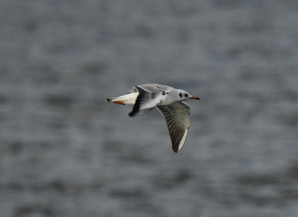 Black-headed Gull - ML645611414